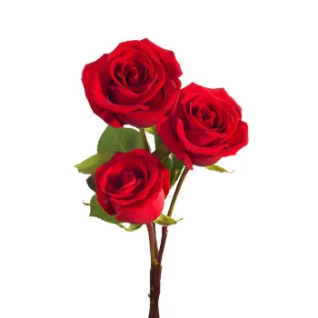 Red  Rose